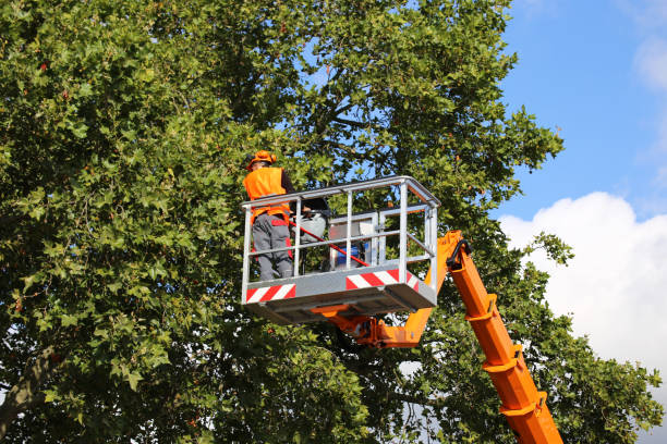 Tree Health Inspection in Port Richey, FL